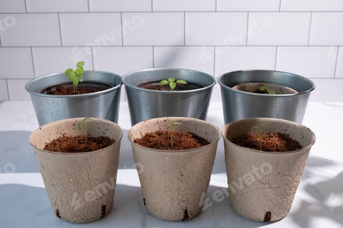 Preview: The plans in the Eco pot for home gardening concept. Herbal and botanical plant in the kitchen.