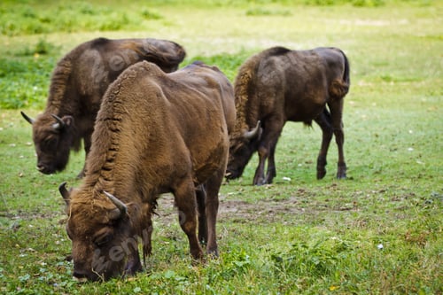 Preview: Tree european bison in the meadow