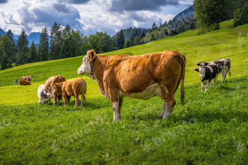 Preview: Happy cows on a pasture in the alps