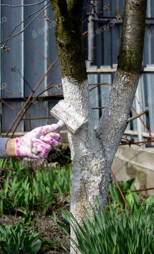 Preview: a man whitewashes trees in the garden in spring. Selective focus