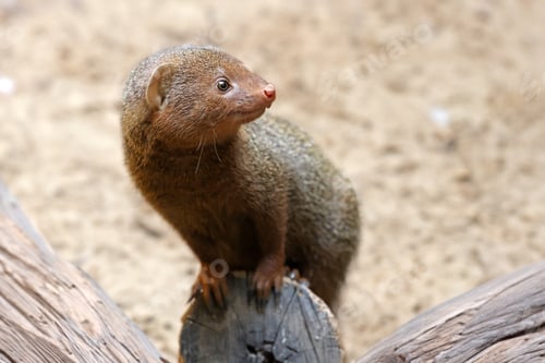 Preview: Close up of tropical mongoose