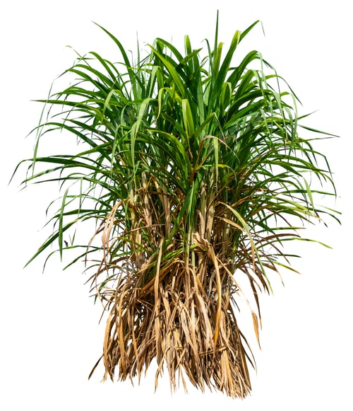 Preview: sugar cane group white background