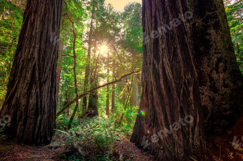Preview: Between The Giants, Redwoods National & State Parks, California