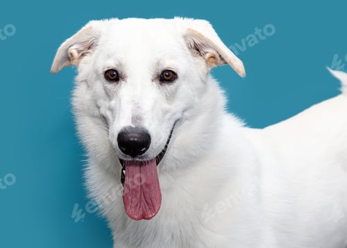 Preview: Closeup White Shepherd Happy Dog Blue Background
