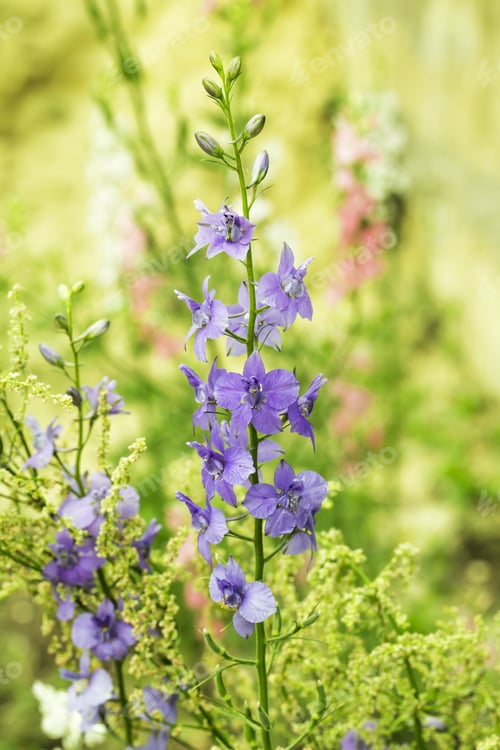 Preview: Flowerbed with sage flowers
