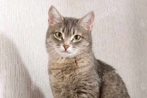 Preview: A striped gray cat with yellow eyes. A domestic cat sits on gray bed.