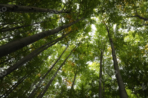 Preview: Beautiful green trees in forest on sunny day, low angle view