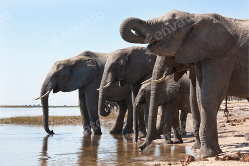 Preview: African Elephants - Botswana