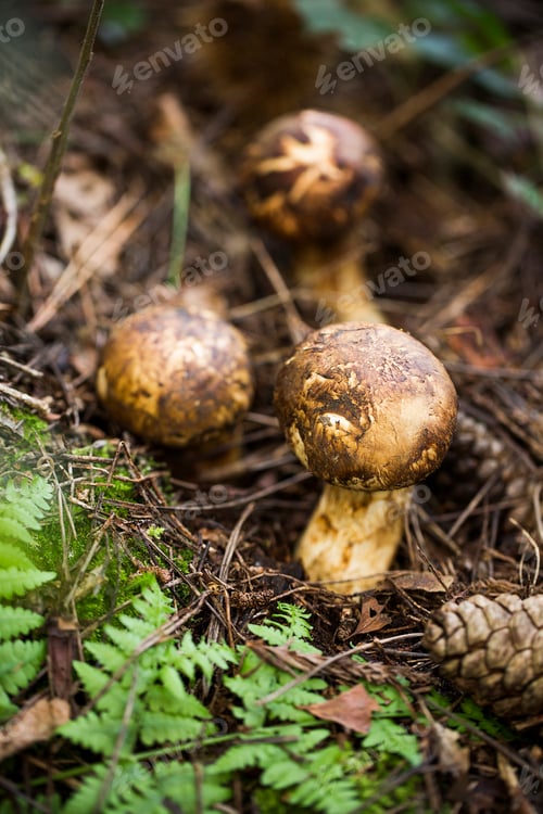 Preview: Matsutake Mushroom