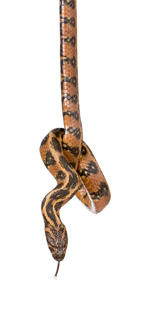 Preview: Green Whip Snake, Hierophis viridiflavus, against white background, studio shot