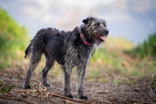 Preview: Irish wolfhound smiling in the park on a dirt path with greenery in the background