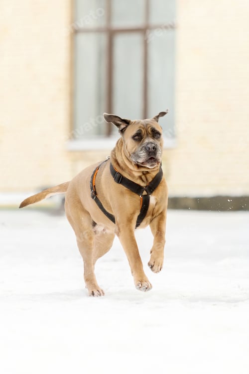 Preview: Cane Corso Running in Snow Near Urban Building
