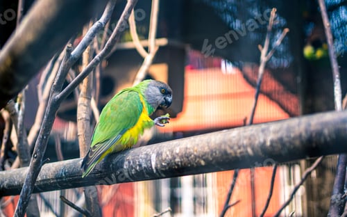 Preview: closeup view of bird parrot