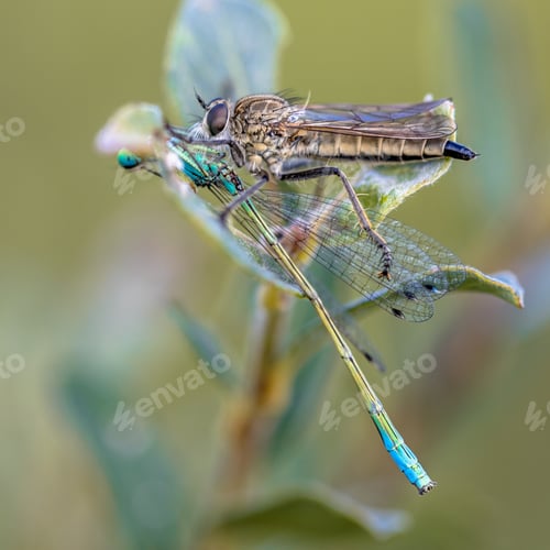 Preview: Robber fly with damselfly prey