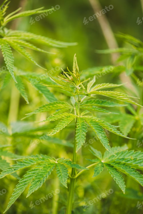 Preview: Legal Green Marijuana Cannabis Leaves Growing At Farm In Summer Day, Beautiful Cannabis Background