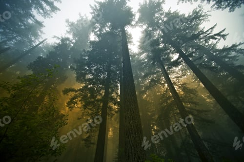 Preview: Redwood Forest