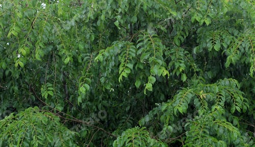 Preview: Summertime Rain On Green Branches - Photograph Of A Summertime Rain Against A Background Of Green