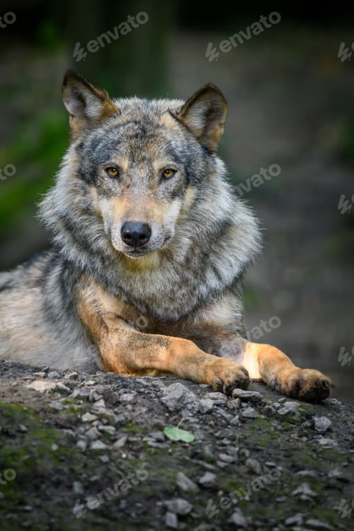 Preview: Gray wolf, Canis lupus, in the summer light, in the forest