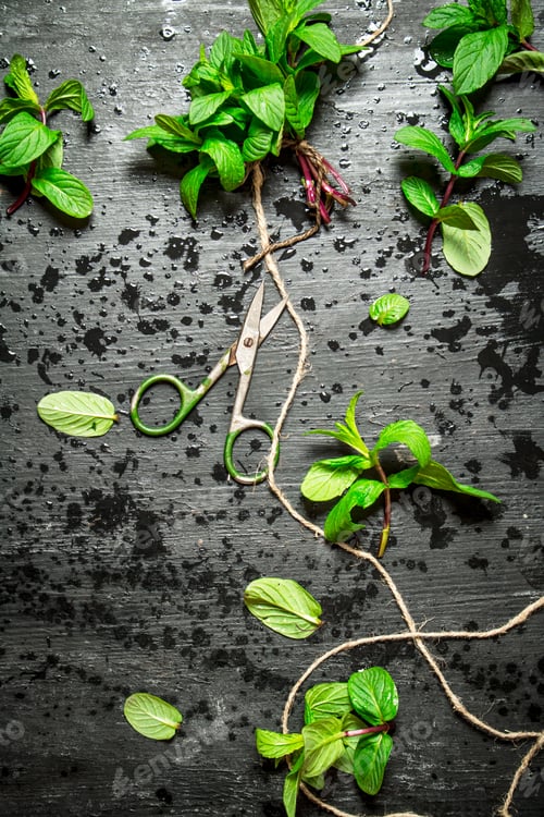 Preview: Bunches of fresh mint with scissors.