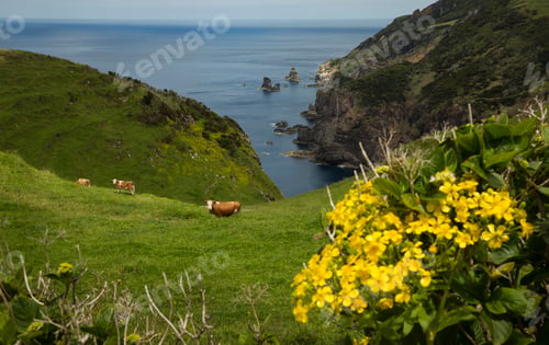 Preview: Cows grazing on coastal hillside