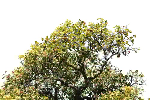 Preview: Tree isolated on white background.