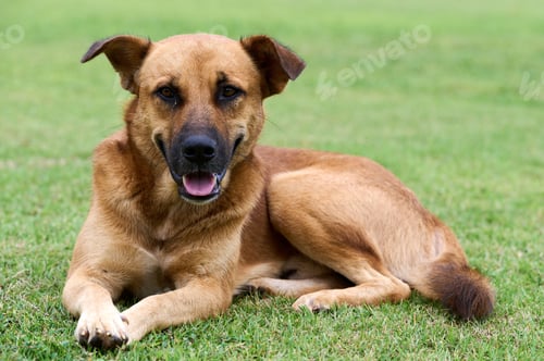 Preview: Closeup shot of an Africanis sitting on the grass