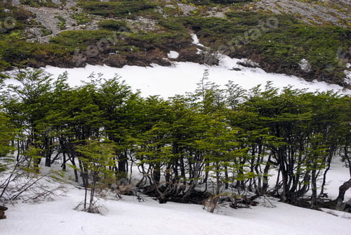 Preview: Snow-covered landscape with lenga trees (Nothofagus pumilio) at Glaciar Martial, Ushuaia