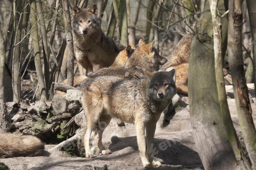 Preview: wolf, pack, togetherness, group, wilderness