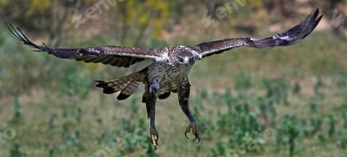 Preview: Bonellis eagle (Aquila fasciata)