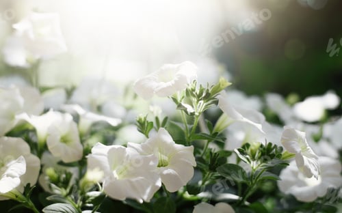 Preview: Blooming small white flowers outdoors on bright sunny day. Close-up, bokeh, selective soft focus