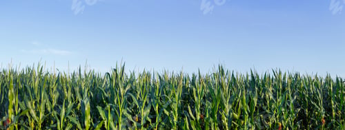 Preview: Corn crops field panorama with blue sky