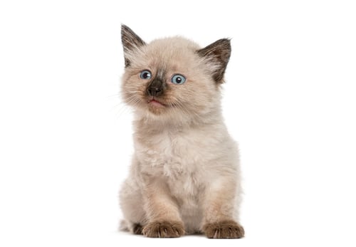 Preview: Siamese kitten sitting looking up on white background