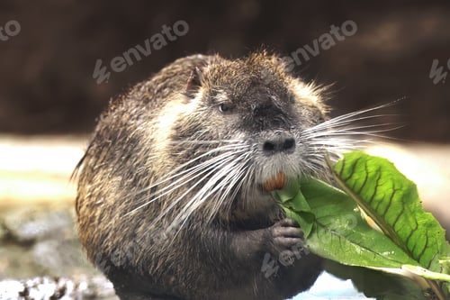 Preview: Coypu (Myocastor coypus) or Nutria eating - South American Rodent