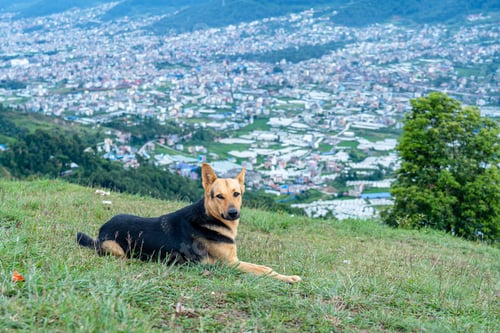 Preview: Close up view of Siting dog on ground