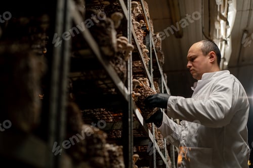 Preview: A mycologist from a mushroom farm grows shiitake mushrooms scientist examines mushrooms
