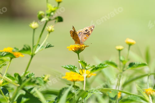 Preview: Butterfly Sipping Nectar from Vibrant Yellow Flower