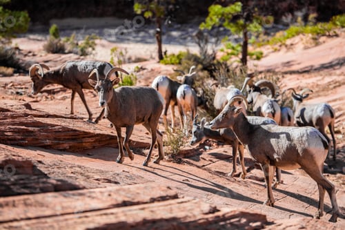 Preview: Herd of desert bighorn sheep, ovis canadensis nelsoni, walks through Zion National Park