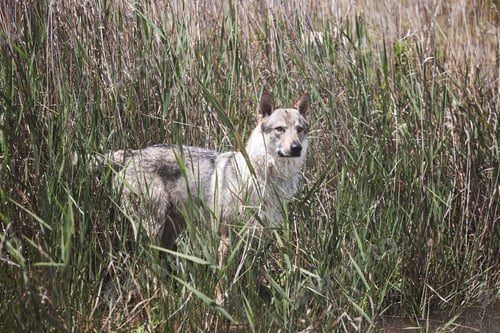 Preview: Cute adorable Czechoslovakian Wolfdog dog enjoying the weather in the park