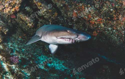 Preview: Blacktip ocean shark swimming in tropical underwaters