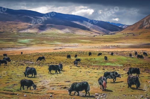 Preview: Yaks Graze in a High-Altitude Mountain Meadow