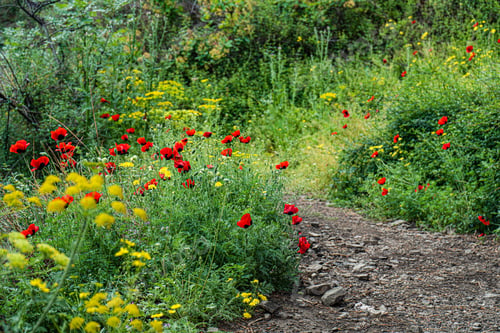 Preview: Hike path on the slope of Mtatsminda mount