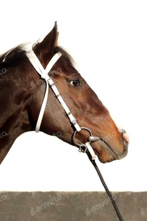 Preview: Face horse in the farm