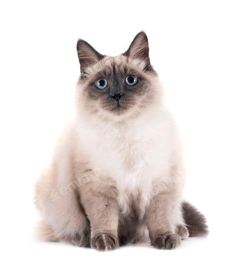 Preview: siberian cat in studio