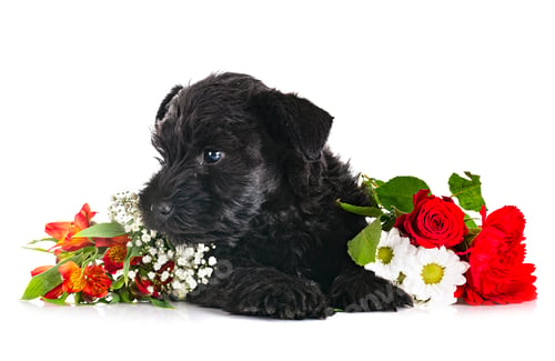 Preview: black miniature schnauzer in studio