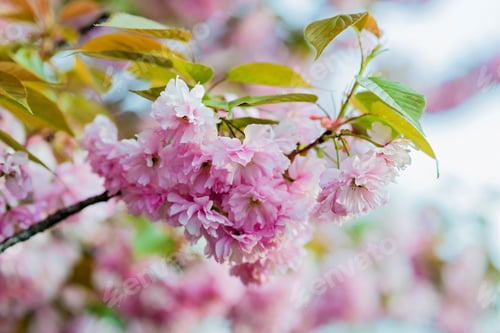 Preview: Spring banner, branches of blossoming cherries in nature outdoors. Pink sakura flowers