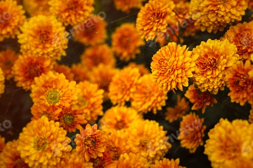 Preview: Background of yellow-orange chrysanthemums closeup in bright sunlight. Autumn flowers in the garden.