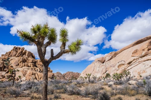 Preview: Joshua Tree