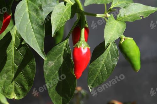 Preview: Green fresh pepper field, agriculture. Natural farm photo.