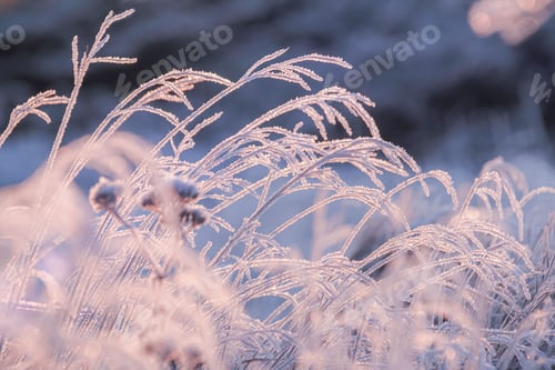 Preview: Frosty faded grass straws in winter morning light