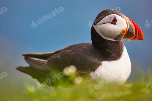 Preview: Puffin on Mykines cliffs and atlantic ocean. Faroe birdlife